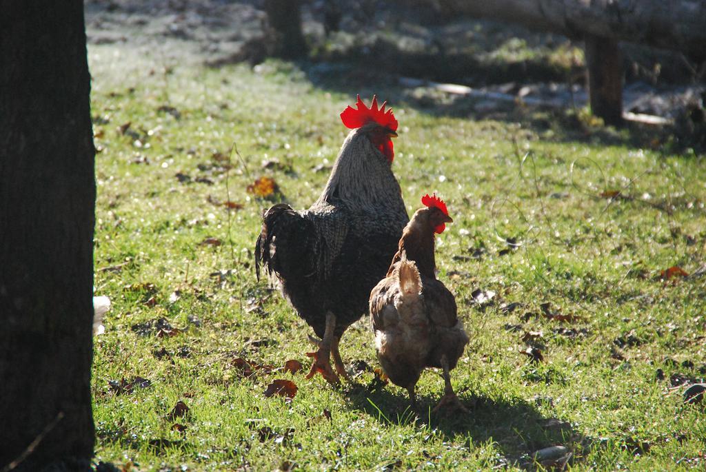 Farm Stay Rotovnik - Plesnik Slovenj Gradec Dış mekan fotoğraf