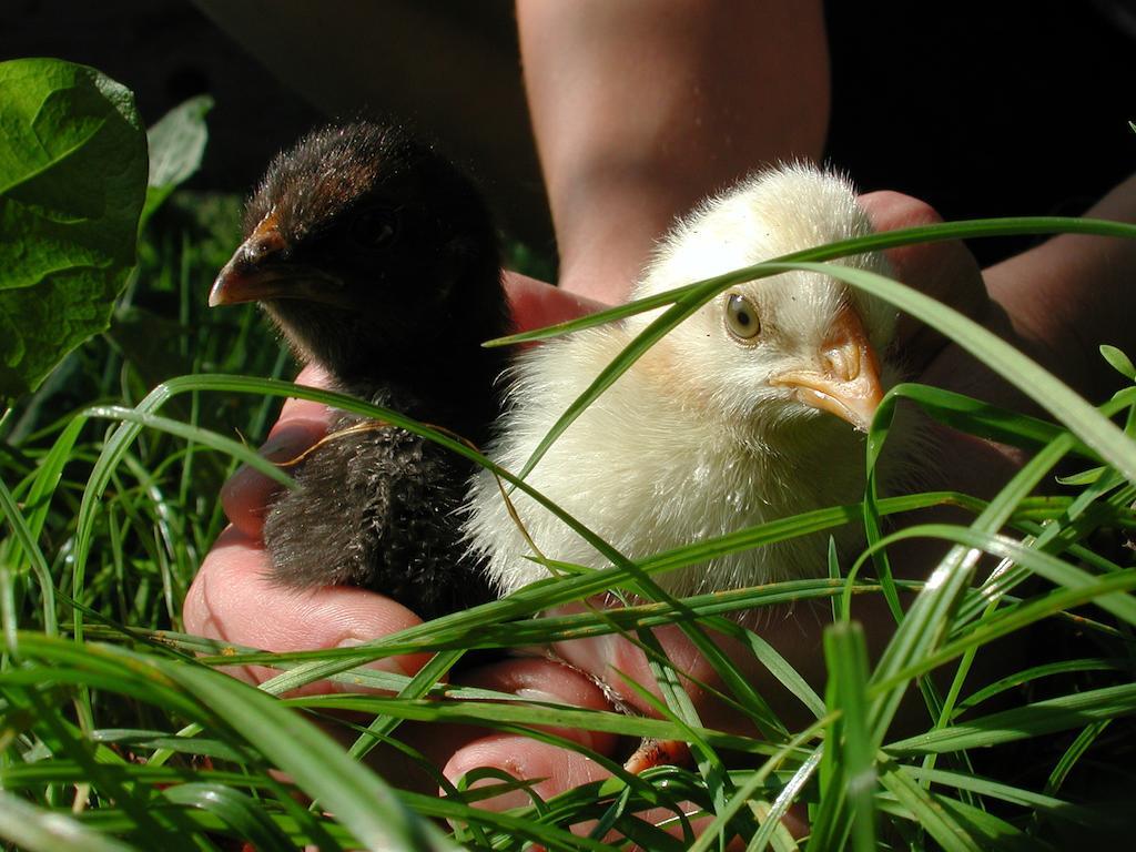 Farm Stay Rotovnik - Plesnik Slovenj Gradec Dış mekan fotoğraf