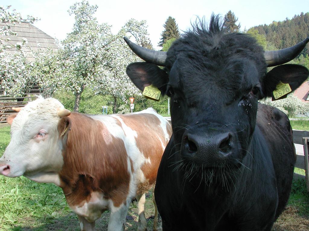 Farm Stay Rotovnik - Plesnik Slovenj Gradec Dış mekan fotoğraf