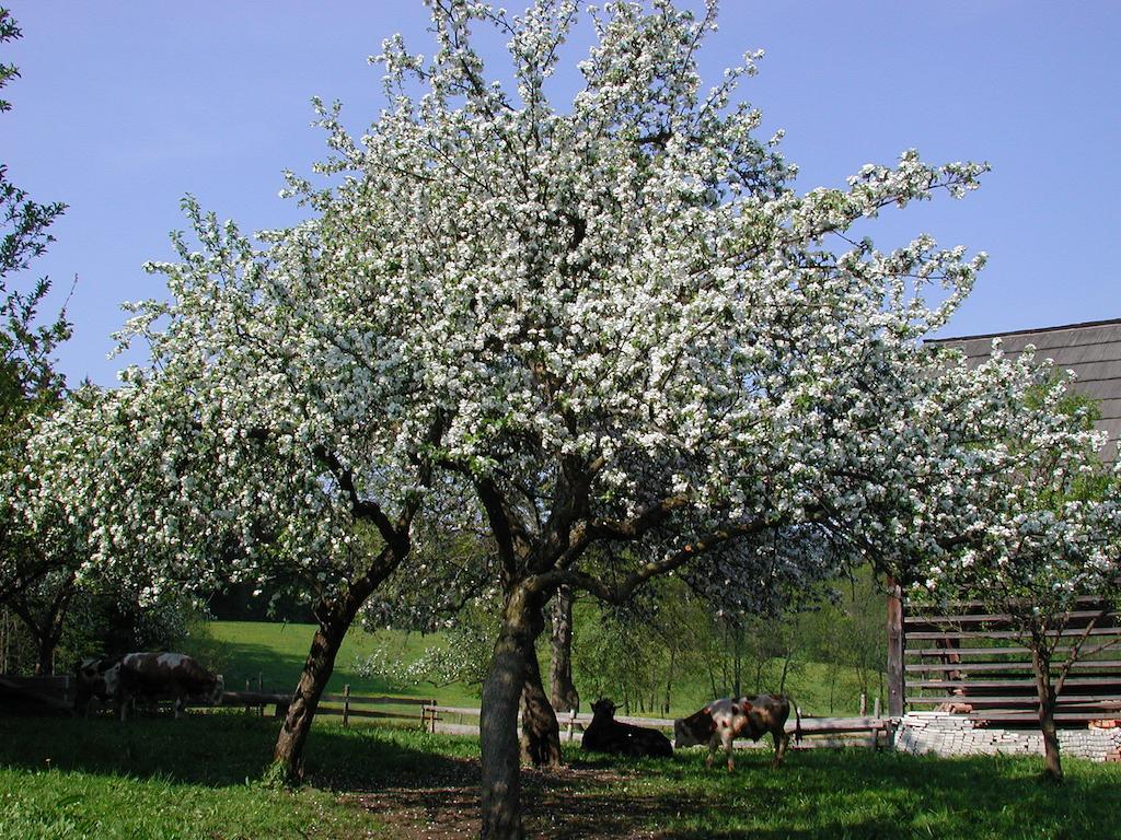 Farm Stay Rotovnik - Plesnik Slovenj Gradec Dış mekan fotoğraf